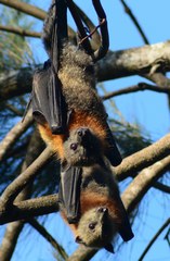 Gray-Headed Flying Fox photo 3