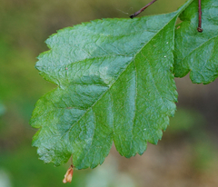 Crataegus macrocarpa