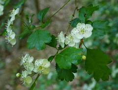 Crataegus macrocarpa