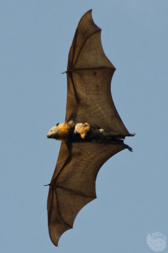 Grey-headed Flying-fox, photo 8 of 8