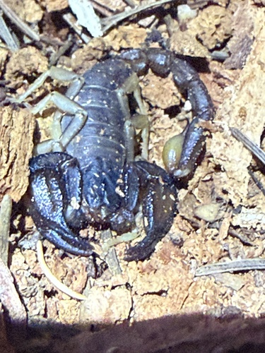 iNaturalist observation photo of Western Forest Scorpion