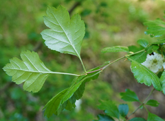 Crataegus macrocarpa