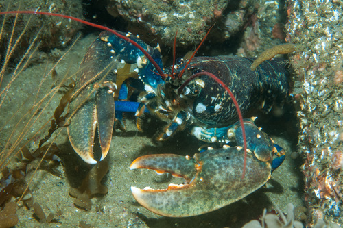 European lobster, photo 6 of 8