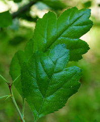 Crataegus macrocarpa