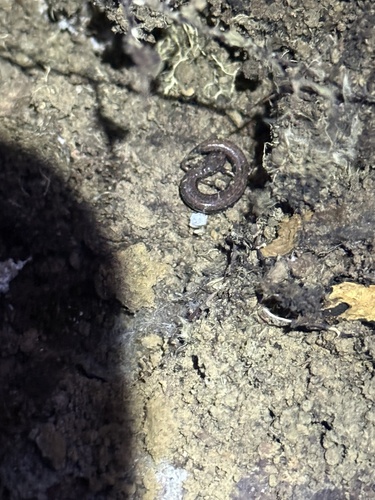 iNaturalist observation photo of California Slender Salamander