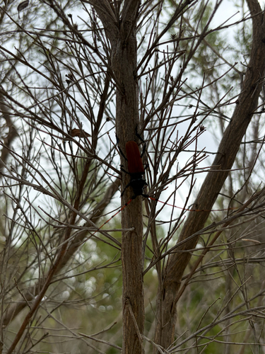 Tragidion annulatum