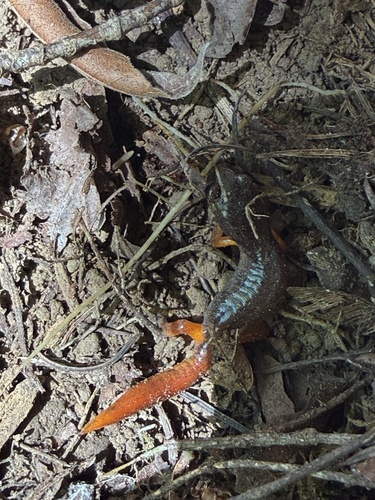 iNaturalist observation photo of Ensatina