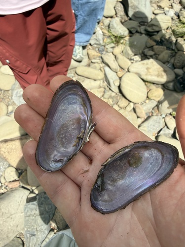 iNaturalist observation photo of Western Pearlshell
