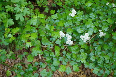 Crataegus macrocarpa