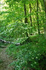 Crataegus macrocarpa