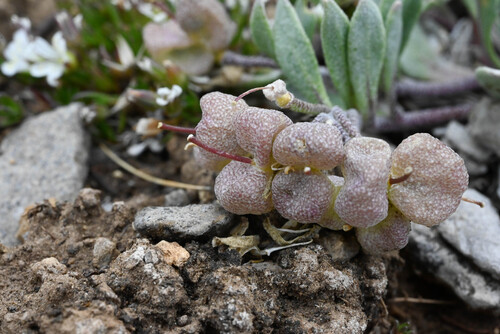 Physaria alpina, photograph 2