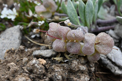 Physaria alpina, photograph (c) Anders Hastings, some rights reserved (CC BY)