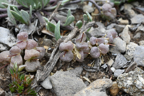 Physaria alpina, photograph 1