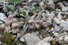 Physaria alpina, photograph (c) Anders Hastings, some rights reserved (CC BY)