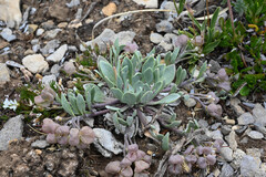 Physaria alpina, photograph (c) Anders Hastings, some rights reserved (CC BY)