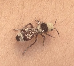 Dasymutilla sicheliana