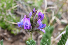 Oxytropis borealis, photograph (c) Anders Hastings, some rights reserved (CC BY)