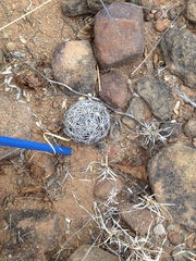 Coryphantha retusa