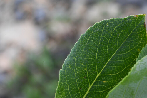 Salix calcicola, photograph 3