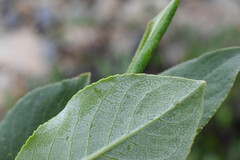 Salix calcicola, photograph (c) Anders Hastings, some rights reserved (CC BY)