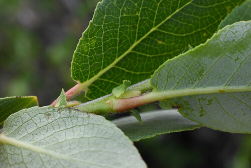 Salix calcicola, photograph 5