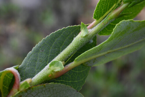 Salix calcicola, photograph 6