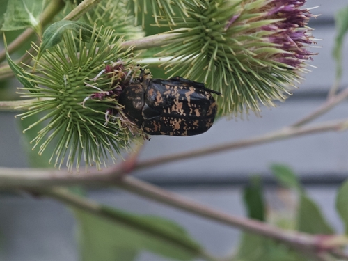 Protaetia brevitarsis