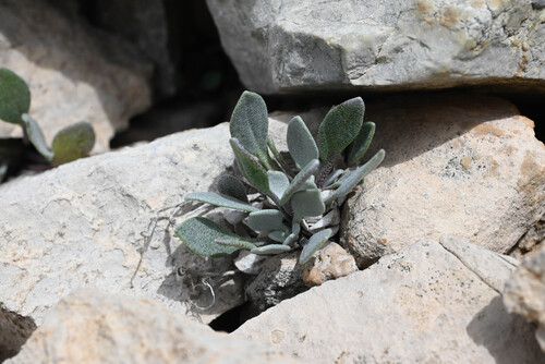 Physaria alpina