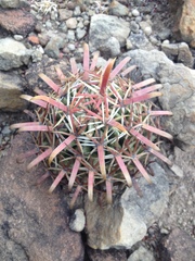 Ferocactus recurvus recurvus