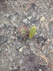 Ferocactus recurvus recurvus
