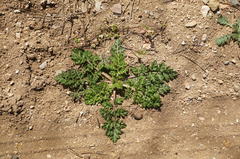 Torilis nodosa