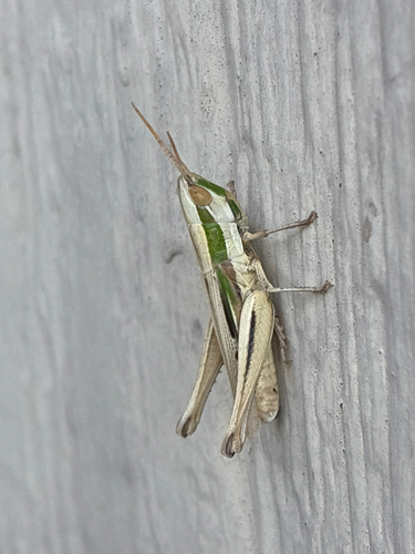 Obscure grasshopper