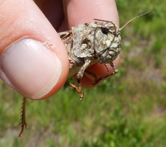 Pardalophora phoenicoptera