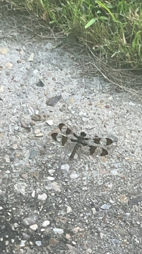 Common Whitetail