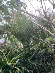 Dypsis decipiens