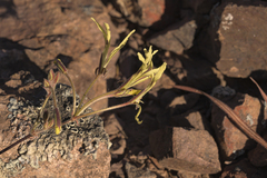 Pelargonium undulatum