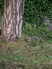 Sciurus carolinensis