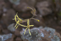 Pelargonium undulatum