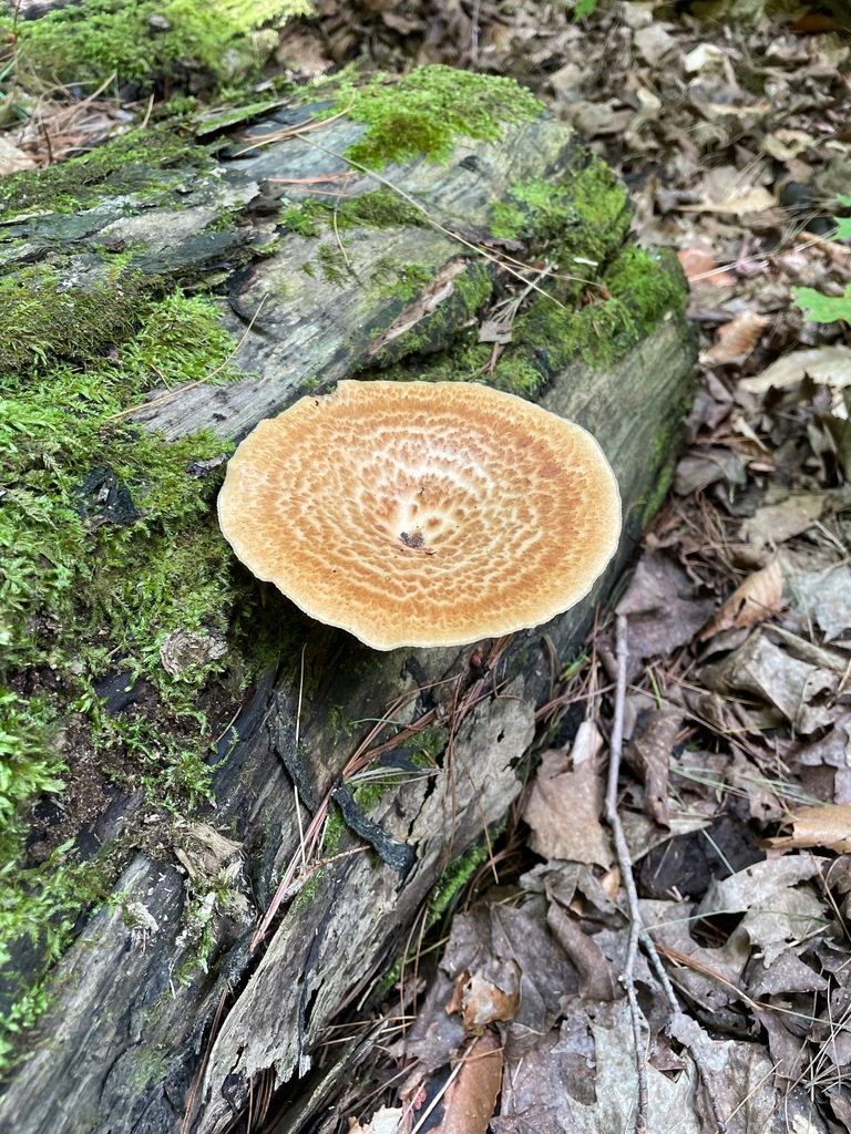 Dryad's Saddle · July 2026 · photo: Photo: (c) Tom Scavo, some rights reserved (CC BY) · iNaturalist