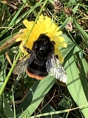 Bombus lapidarius