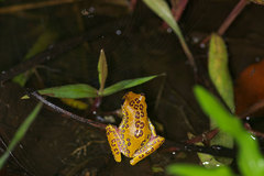 Dendropsophus triangulum