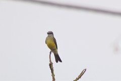 Tyrannus melancholicus