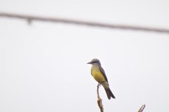 Tyrannus melancholicus