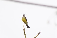 Tyrannus melancholicus