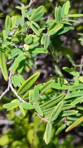 Euphorbia articulata, 2026-07-14