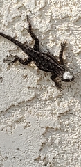 Sceloporus occidentalis