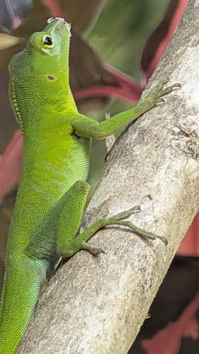 Jamaican Giant Anole