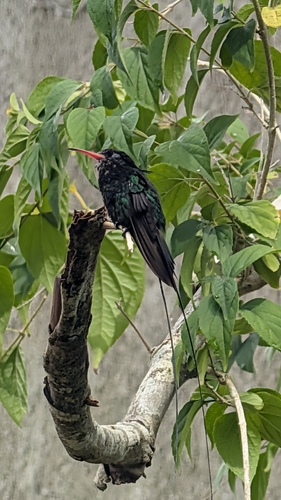 Red-billed Streamertail