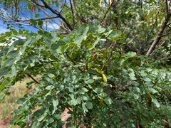 Leucaena retusa