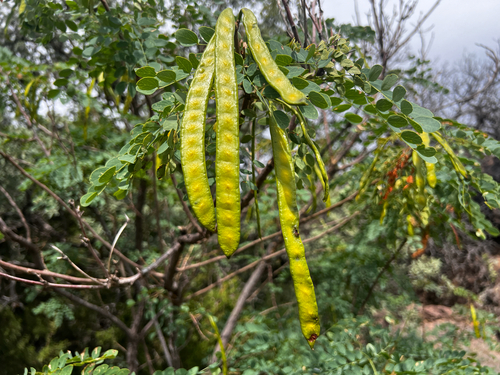 Leucaena retusa, photograph 1